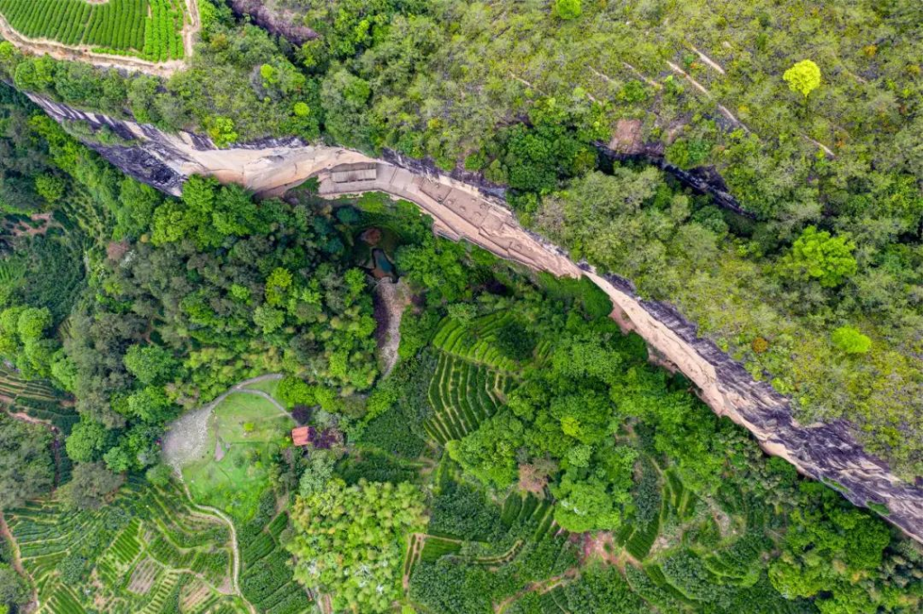 福建武夷岩茶采制技艺：一部活着的历史