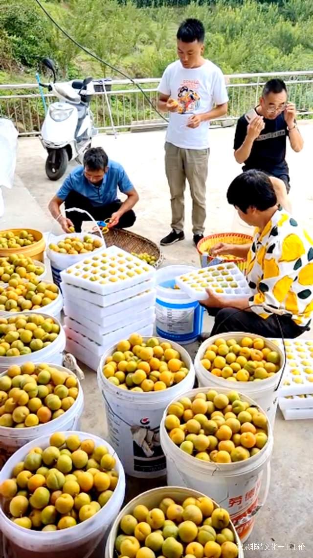 贵州金沙：600亩蜂糖李种植基地产值达40余万元