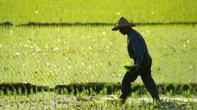 媒体关注：“新农人”回乡，站稳脚跟有多难？