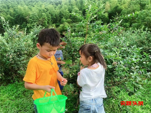 象山80后林一平硕士返乡做农民 成了网红＂蓝莓王＂