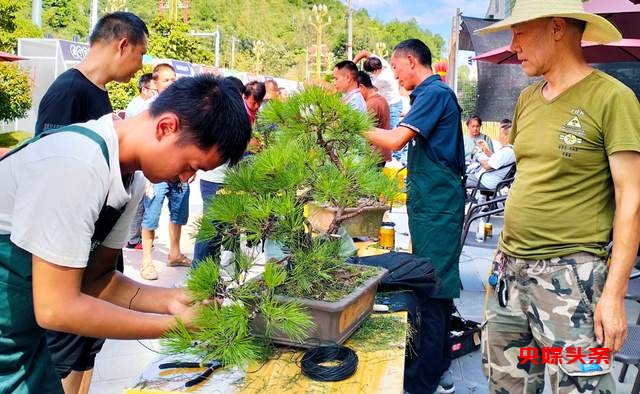 贵州省龙里县盆景艺术盛宴：庆祝中秋国庆，助推旅游与乡村振兴