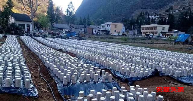 贵州大学助力乡村振兴，野角乡食用菌基地迎来广阔前景！