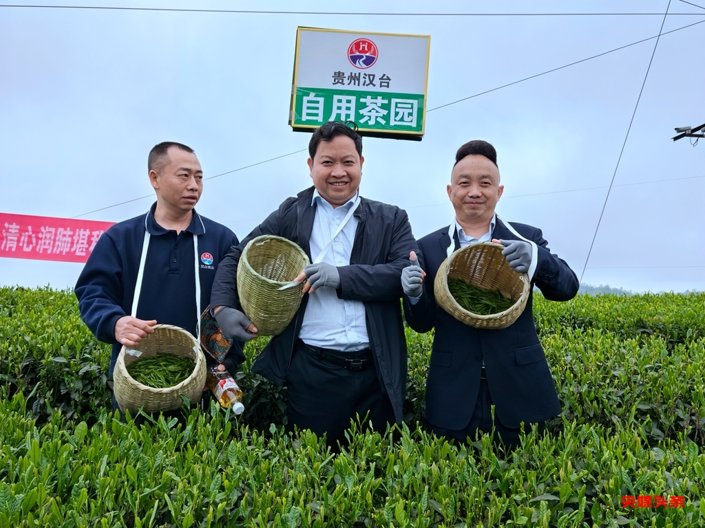 贵州汉台酒业工业反哺农业，王正贤董事长率队深入小弯万亩茶基地助力乡村振兴