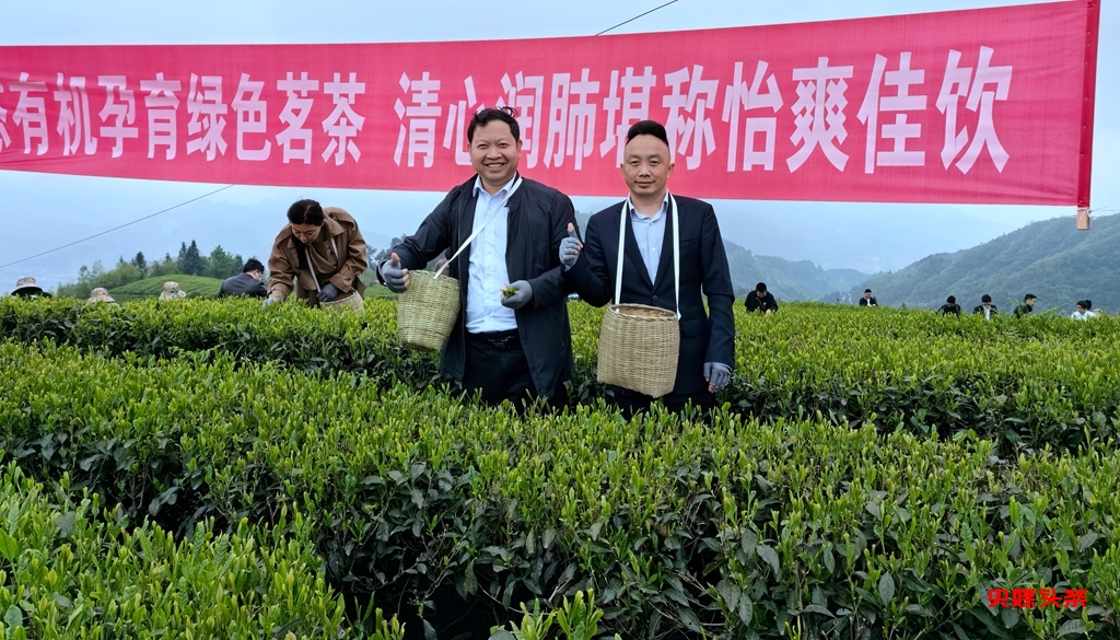 贵州汉台酒业工业反哺农业，王正贤董事长率队深入小弯万亩茶基地助力乡村振兴