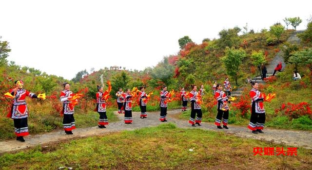 毕节秘境再现杜鹃花海，彝风歌舞颂生活之美