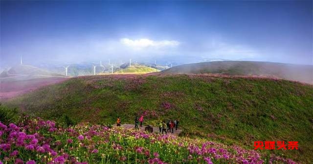 寻美毕节：韭菜花开，紫色梦境的浪漫邀约