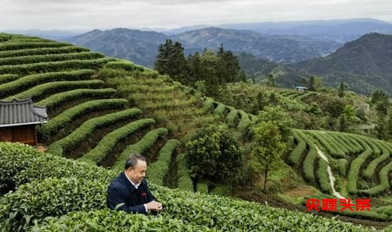 开辟新征程 奋进新时代—两会重点推荐茶文化形象大使罗大友